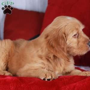 Cheddar, Mini Golden Mountain Doodle Puppy